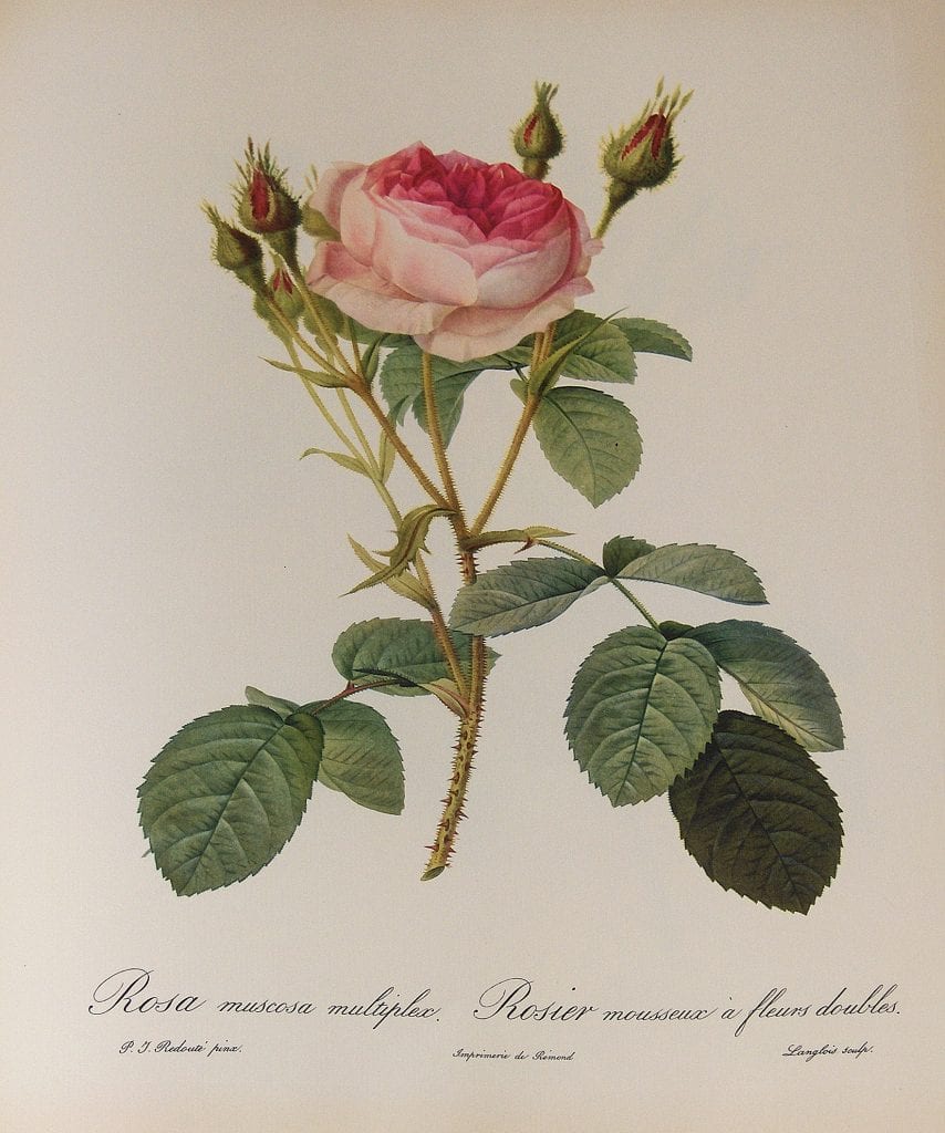 Rosa Muscosa