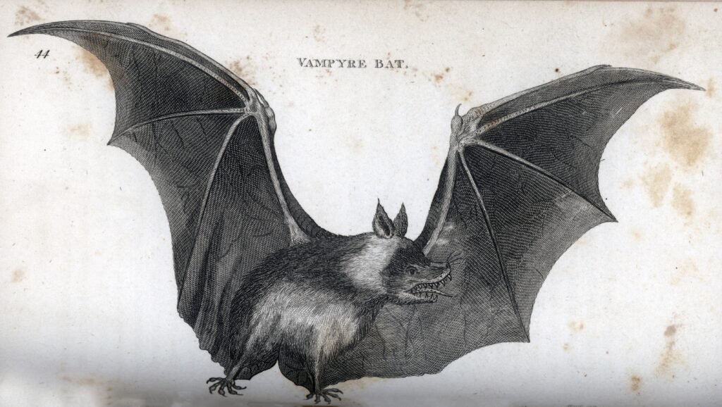 Vampyre Bat drawing